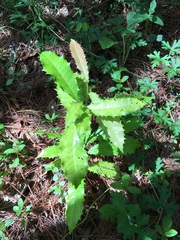 Olmediella betschleriana