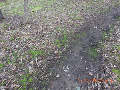 Lycoperdon scabrum