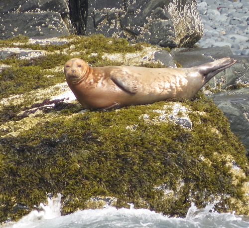 Harbor Seal photographed in Maine