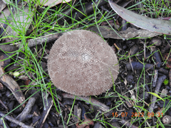 Lycoperdon scabrum