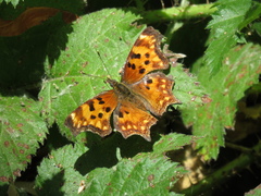 Polygonia oreas