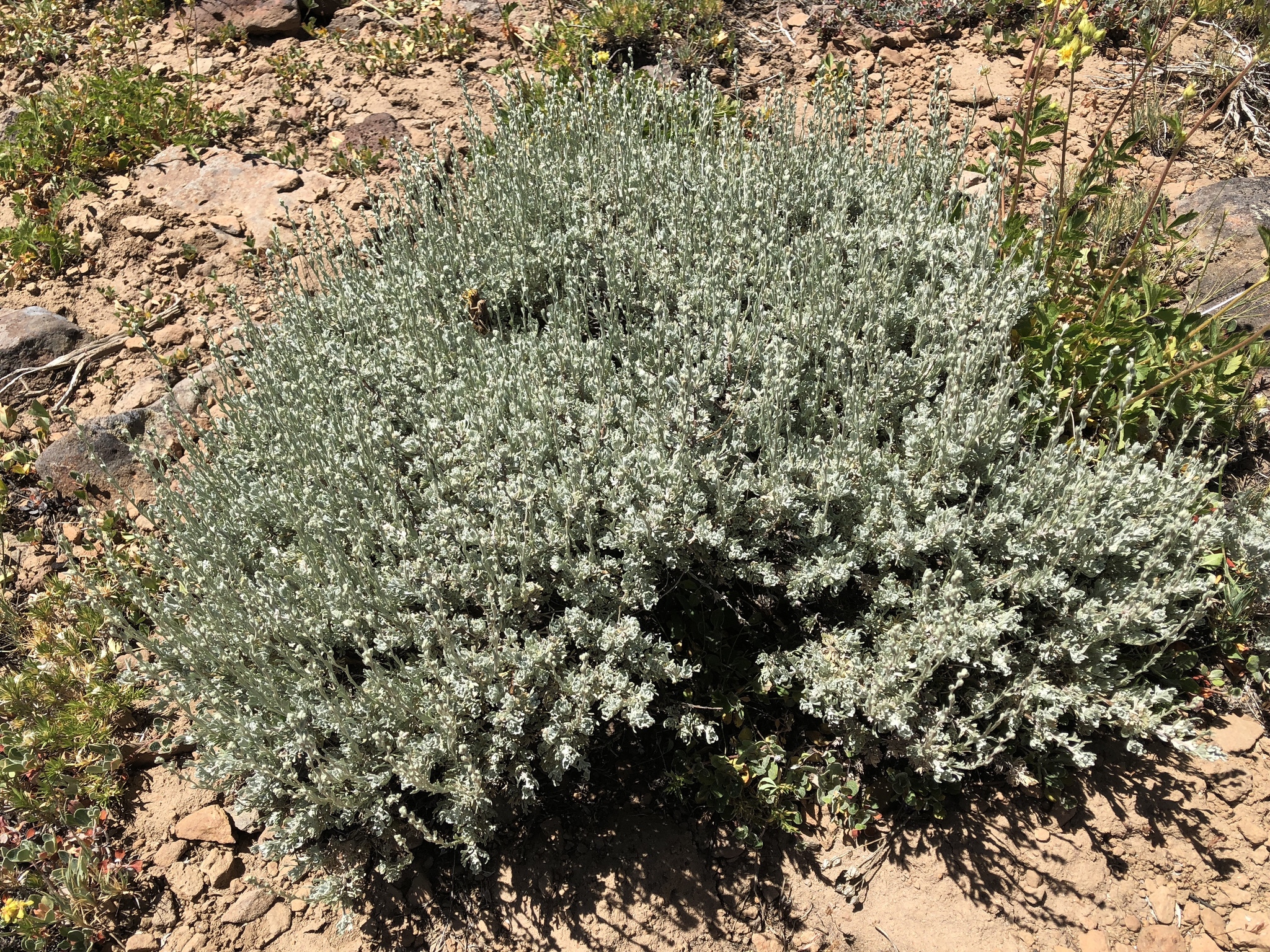 Artemisia arbuscula