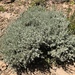 Artemisia arbuscula - Photo (c) Michael Kauffmann, algunos derechos reservados (CC BY-ND)