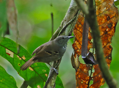 Epinecrophylla leucophthalma
