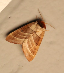 Datana major