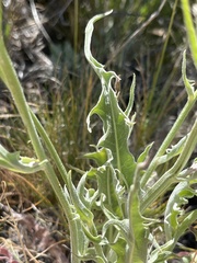 Crepis intermedia