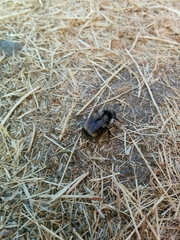 Bombus vancouverensis vancouverensis