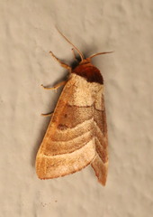 Datana major