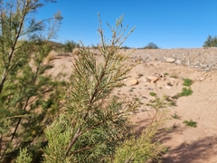 Tamarix usneoides