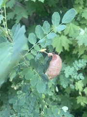 Colutea