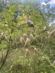 Colutea