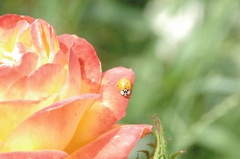 Harmonia axyridis