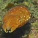 Japanese Coastal Cuttlefish - Photo (c) Zack, some rights reserved (CC BY-NC)