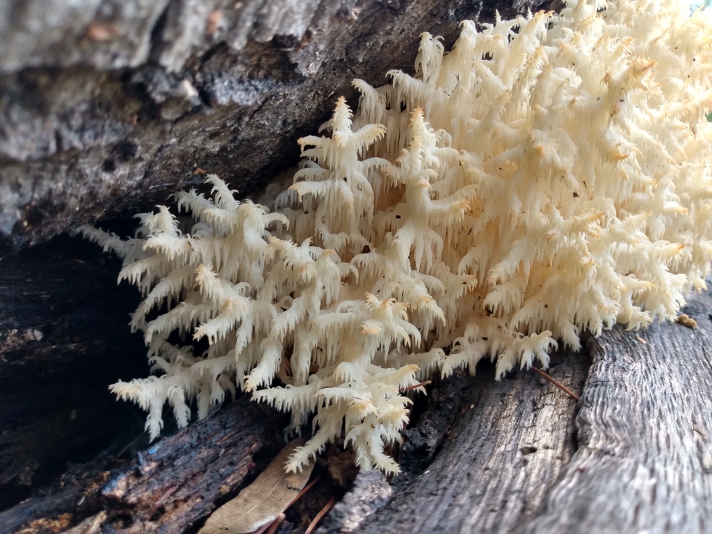 Coral tooth fungus from 34964 Dgo., México on July 15, 2022 at 02:18 PM ...