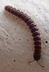 Oxidus gracilis