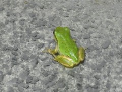 Hyla japonica