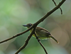 Thamnophilus schistaceus