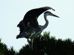 Ardea cinerea