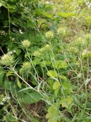 Carlina biebersteinii