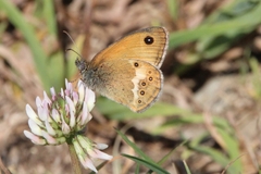 Coenonympha dorus
