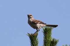 Mimus polyglottos polyglottos