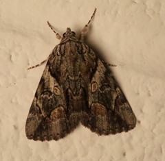 Catocala blandula