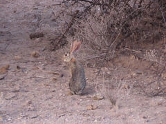 Lepus victoriae