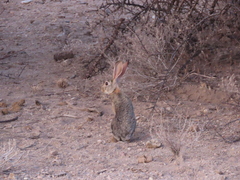 Lepus victoriae