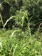 Setaria magna