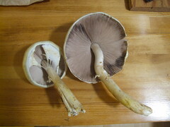 Agaricus albolutescens