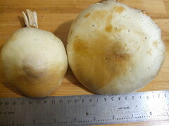 Agaricus albolutescens