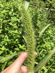 Setaria magna