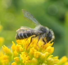 Andrena denticulata