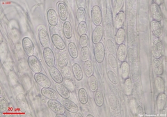 Pseudoboubovia benkertii