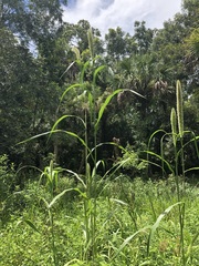 Setaria magna