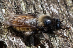Laphria flava