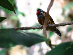 Picumnus nebulosus