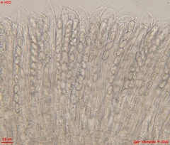 Pseudoboubovia benkertii