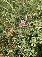 Trifolium pratense