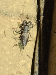 Mastigoproctus giganteus