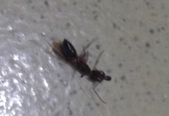 Odontomachus