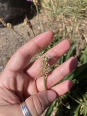 Plantago lanceolata