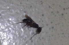 Odontomachus