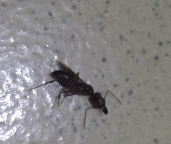 Odontomachus