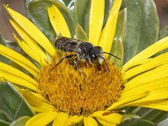 Megachile canariensis