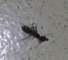 Odontomachus