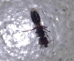 Odontomachus