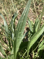 Plantago lanceolata