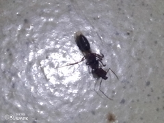 Odontomachus