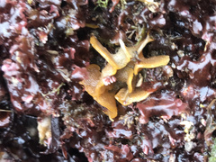 Primavelans insculpta